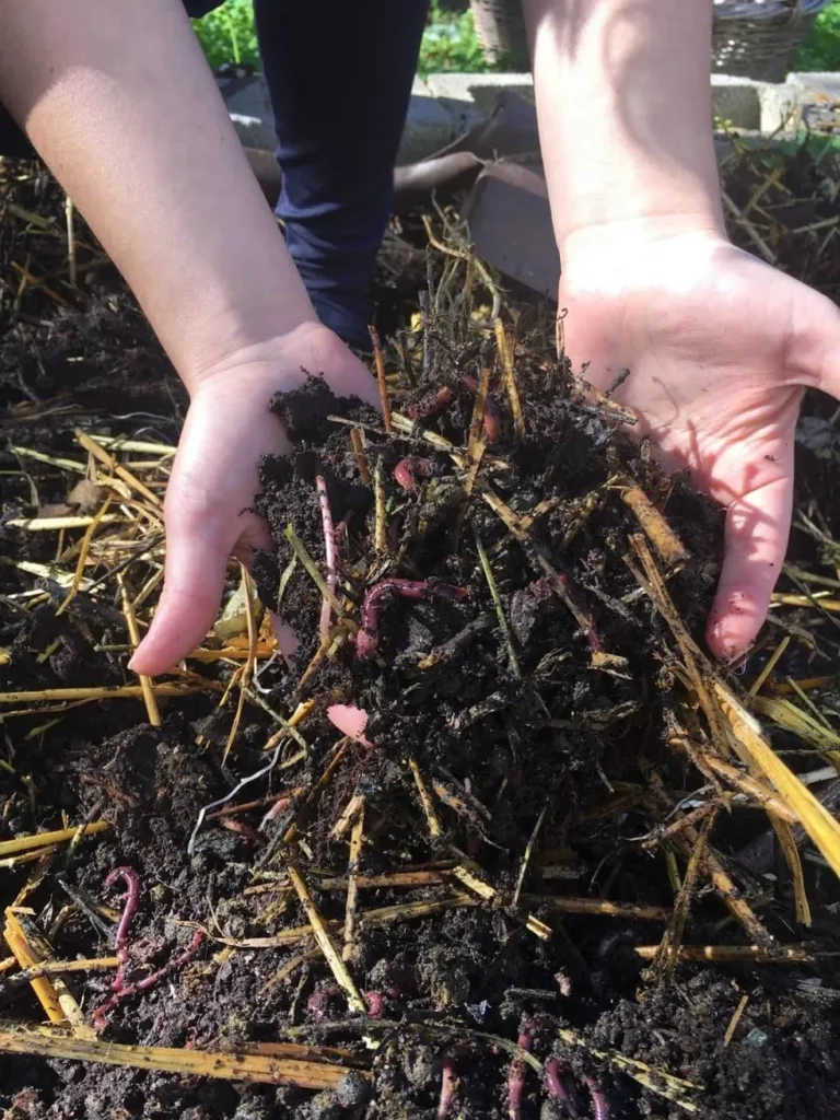 earthworms in soil